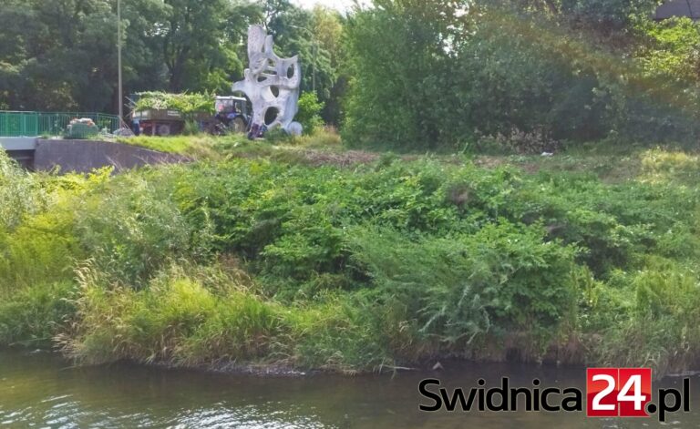 Dwa lata oczekiwań na koszenie. Mają ruszyć prace nad Bystrzycą [FOTO]