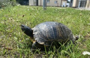 Żółw uciekinier, amatorzy imprez pod chmurką. Interwencje straży miejskiej