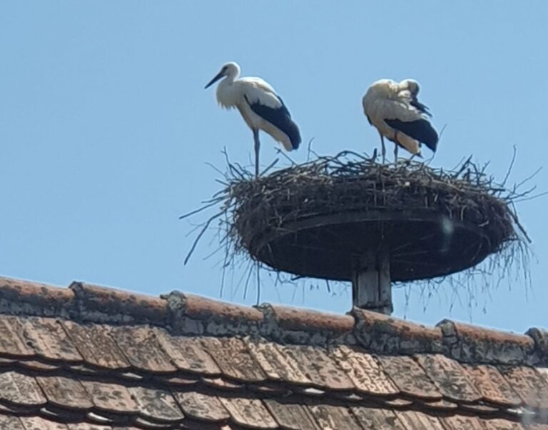 Bociany z pięciu gniazd. Mieszkańcy już czekają na ich powrót i szansę na relacje live [FOTO/VIDEO]