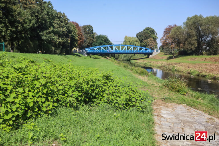 Ledwo wykoszony, już odbija. Rdestowiec zawładnął brzegami Bystrzycy [FOTO]