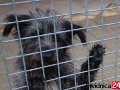 Szukasz przyjaciela? Przyjdź na Dzień Wielkich Serc w schronisku dla zwierząt