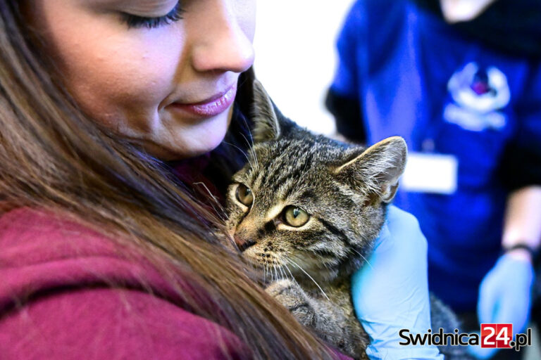 Pokochali i adoptowali podopiecznych świdnickiego schroniska. Dzień Wielkich Serc przy Pogodnej [FOTO]