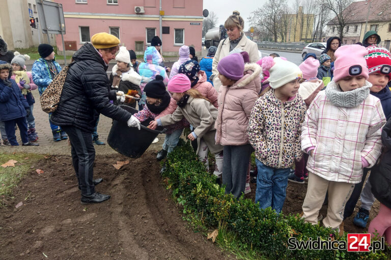 Strzegom. Posadzili żonkilowe Pole Nadziei [FOTO]