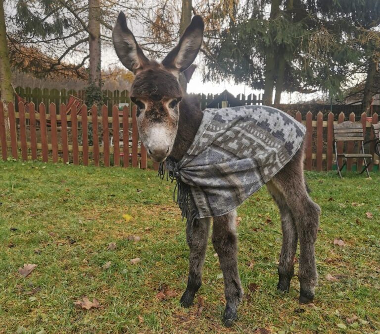 Rodzina osiołków z Lubachowa powitała nowego maluszka [FOTO]