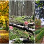 page – jesień na fotografiach 2024