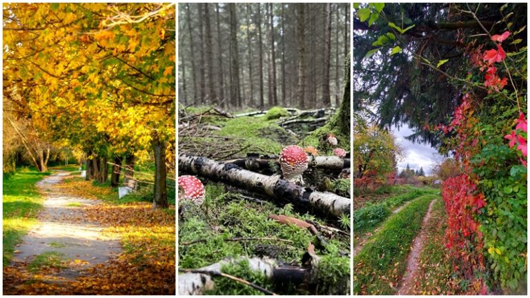 Złota polska jesień na fotografiach czytelników [ROZWIĄZANIE KONKURSU]