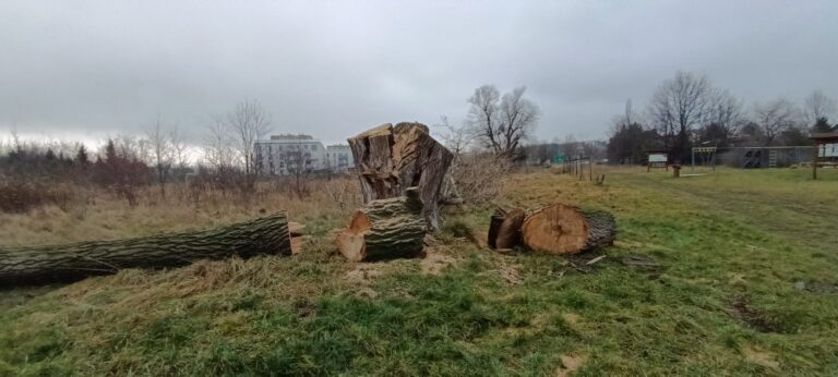 Mieszkańcy rozżaleni po wycince drzewa [FOTO]