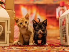 Świdnickie schronisko dla zwierząt zaprasza na Mikołajki!