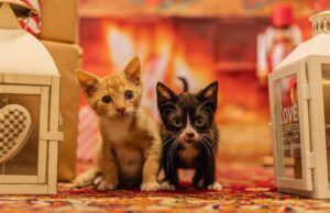 Świdnickie schronisko dla zwierząt zaprasza na Mikołajki!