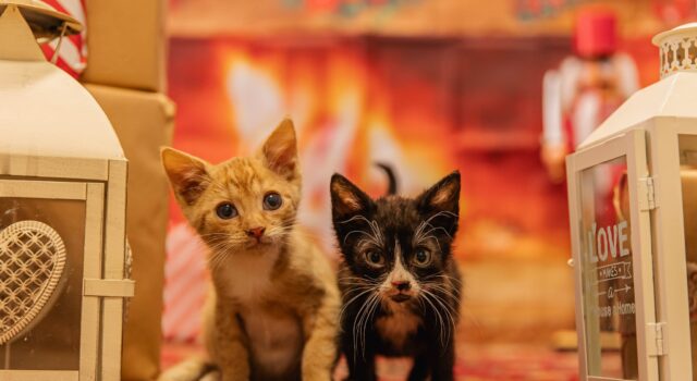 Świdnickie schronisko dla zwierząt zaprasza na Mikołajki!