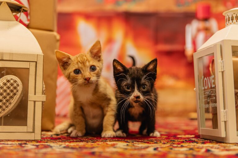 Świdnickie schronisko dla zwierząt zaprasza na Mikołajki!