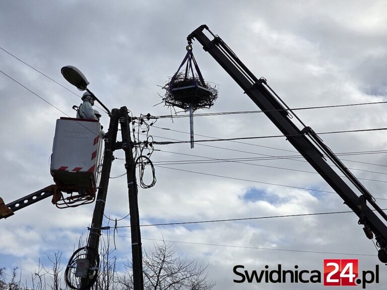 Pomogli bocianom. Pierwsza platforma z gniazdem w Pszennie [FOTO/VIDEO]