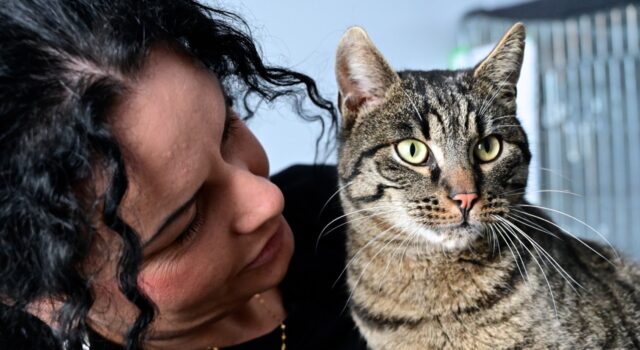 Mruczący podopieczni świdnickiego schroniska zapraszają do wspólnego świętowania Dnia Kota