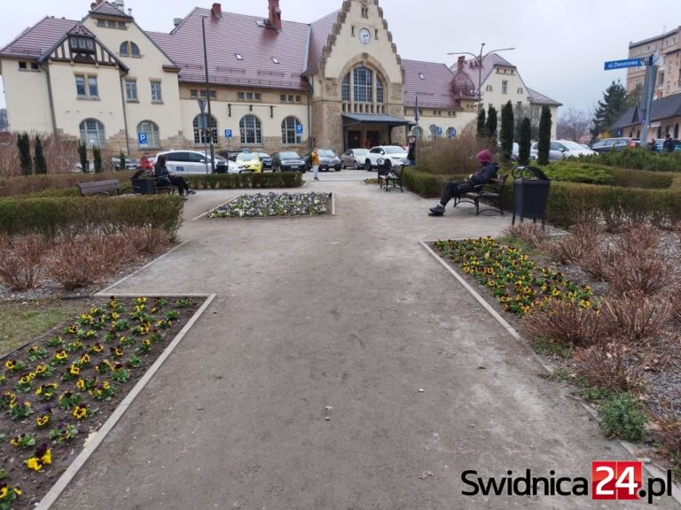 Niezmiennie drogie kwiatki sezonowe w Świdnicy