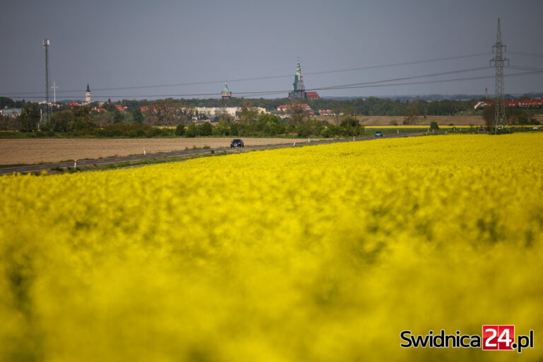 Kwitną rzepakowe pola [FOTO]