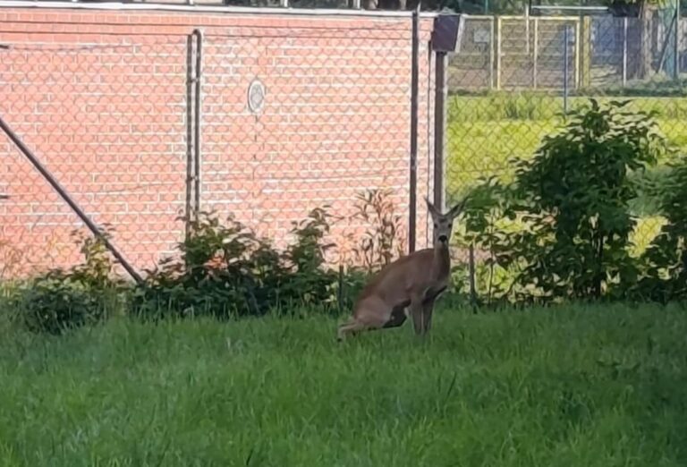 Sarna uwięziona na terenie ogrodów działkowych. Działkowcy skarżą się na brak pomocy