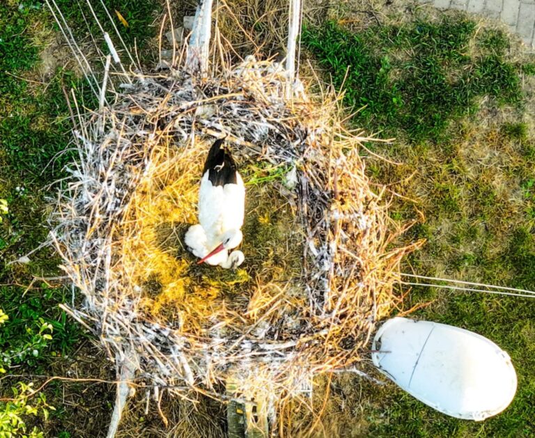 Pszenno: Ludzie pomogli, bociany wychowują potomka [FOTO]