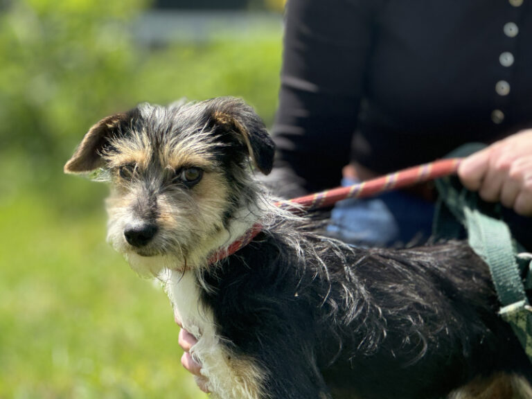 Nie kupuj – adoptuj. Lemon szuka kochającego domu