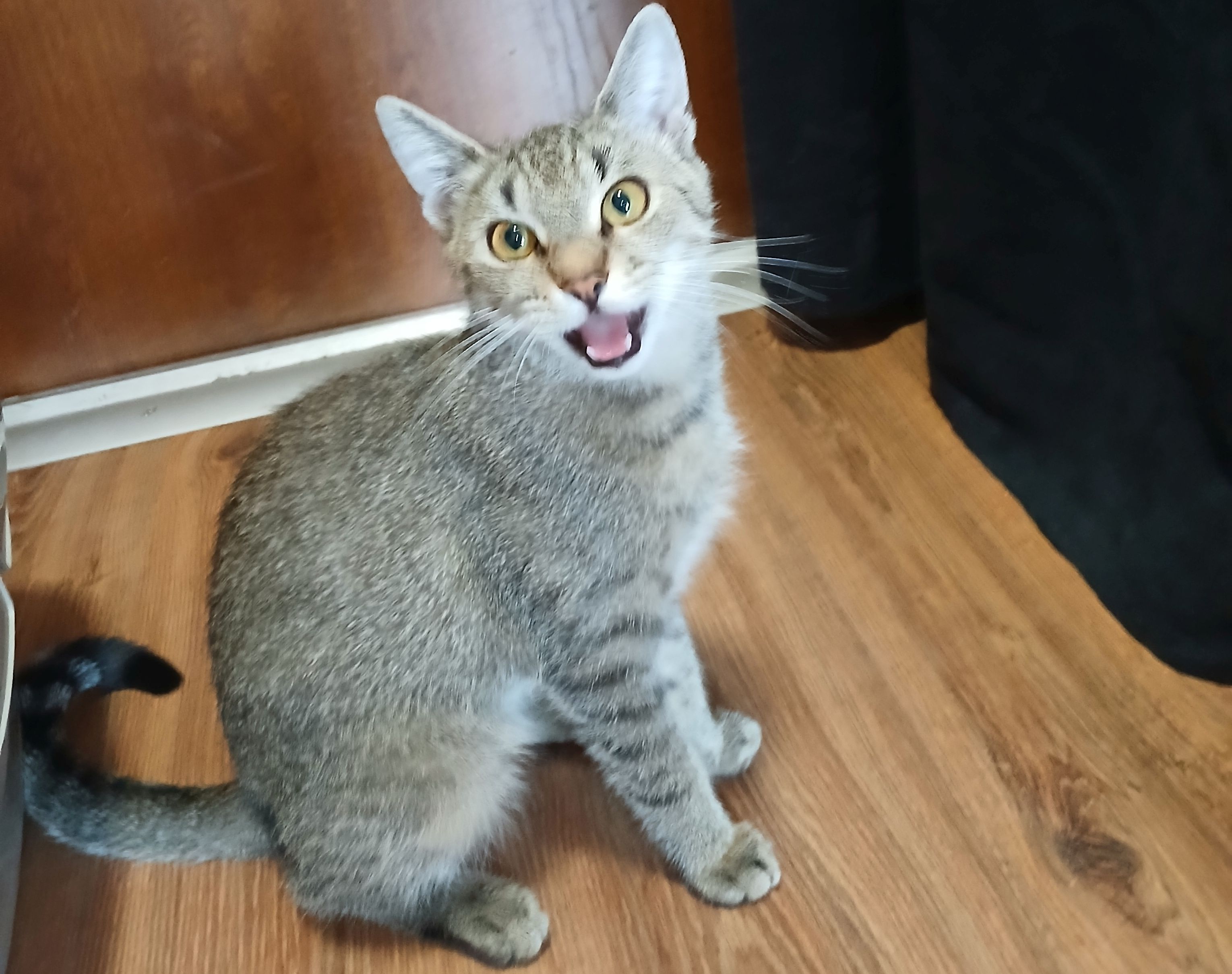 Zaginęła kotka Felcia