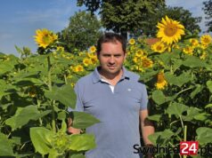100 tysięcy słoneczników od rolnika dla chorych dziewczynek. Zrywaj i wpłacaj datki!
