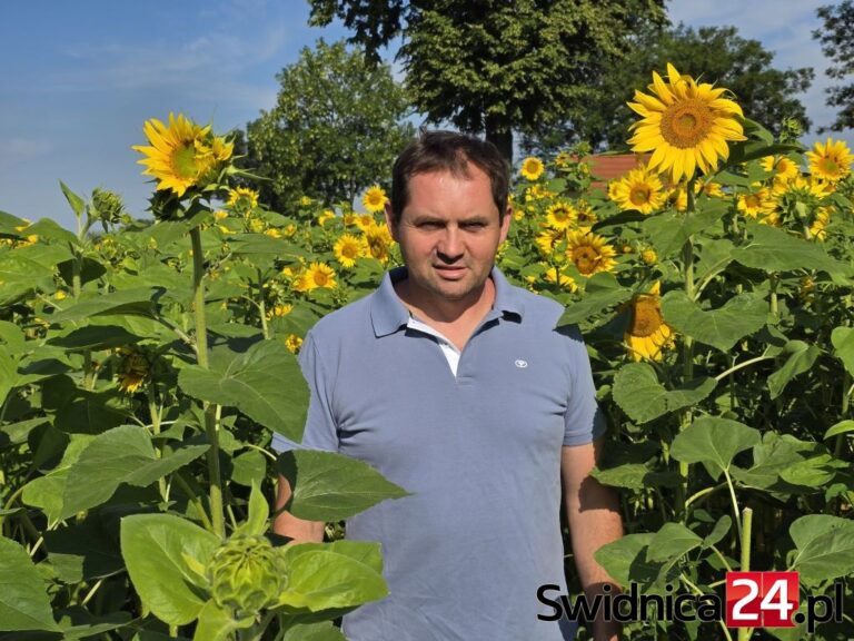 100 tysięcy słoneczników od rolnika dla chorych dziewczynek. Zrywaj i wpłacaj datki!