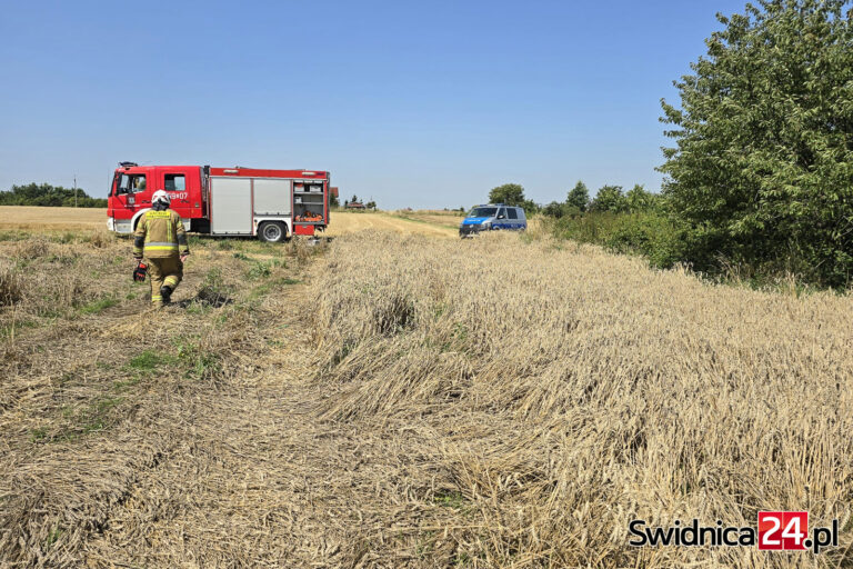 Pożar na obrzeżach Świdnicy. Ogień objął zagajnik i część pola [FOTO]