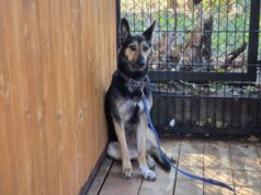 Zumę przywiązano do drzewa i porzucono. Dzięki pomocy internautów ustalono właścicieli