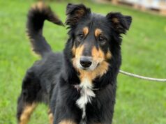 Frytka szuka kochającego domu