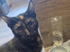 Zaginęła 7.miesięczna Nutka