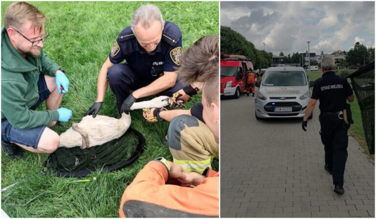 Młody łabędź zaplątał się w żyłkę wędkarską. Akcja ratunkowa na zalewie Witoszówka