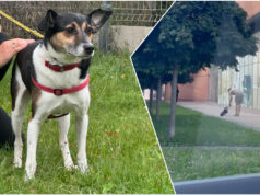 27-latek stanie przed sądem za znęcanie się nad psem. „Straszył, krzyczał, szarpał za smycz i kopnął”