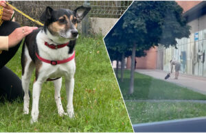 27-latek stanie przed sądem za znęcanie się nad psem. „Straszył, krzyczał, szarpał za smycz i kopnął”