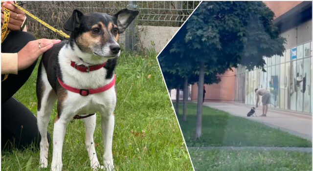 27-latek stanie przed sądem za znęcanie się nad psem. „Straszył, krzyczał, szarpał za smycz i kopnął”