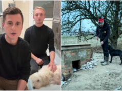 Dolnośląski Inspektorat Ochrony Zwierząt ogłasza zakończenie działalności po wyroku sądu