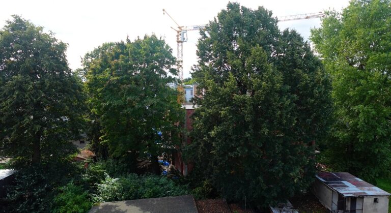 Deweloper zawnioskował, burmistrz wyraził zgodę. Ponad stuletnie drzewa znikną z krajobrazu Żarowa [FOTO]