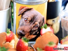 Zwierzaki czekają na wsparcie! Świąteczne akcje schroniska w Świdnicy