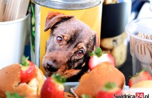 Zwierzaki czekają na wsparcie! Świąteczne akcje schroniska w Świdnicy