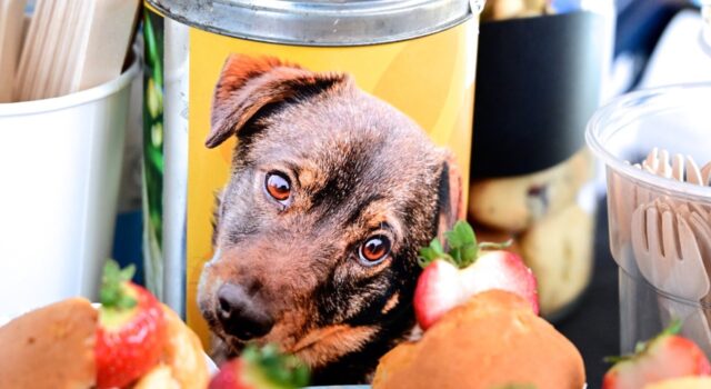 Zwierzaki czekają na wsparcie! Świąteczne akcje schroniska w Świdnicy