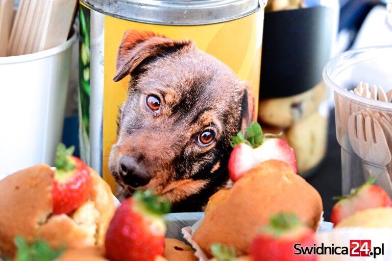 Zwierzaki czekają na wsparcie! Świąteczne akcje schroniska w Świdnicy