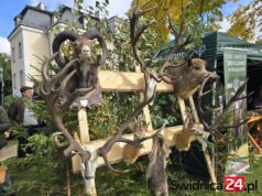 Gdzie szukać informacji o polowaniach?