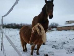 Zwierzaki z Patataja potrzebują wsparcia na zimę