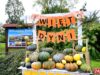 Witoszów Dolny zaprasza na Święto Dyni