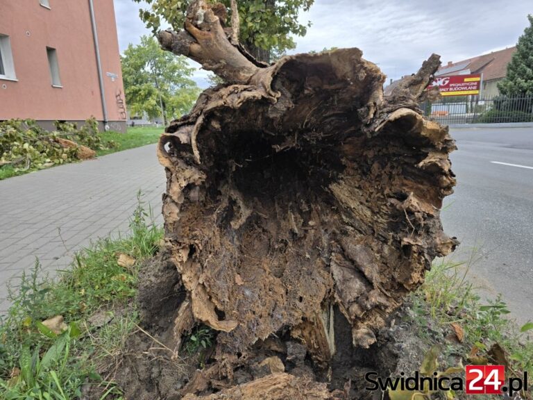 Jak w Świdnicy jest kontrolowany stan drzew rosnących przy ulicach?