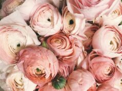 Jak wybrać kwiaty do szpitala? Delikatność zamiast intensywności