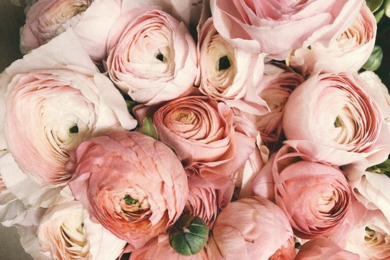 Jak wybrać kwiaty do szpitala? Delikatność zamiast intensywności