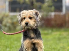 Do serca przytul psa. Gala czeka na dom