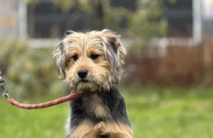 Do serca przytul psa. Gala czeka na dom