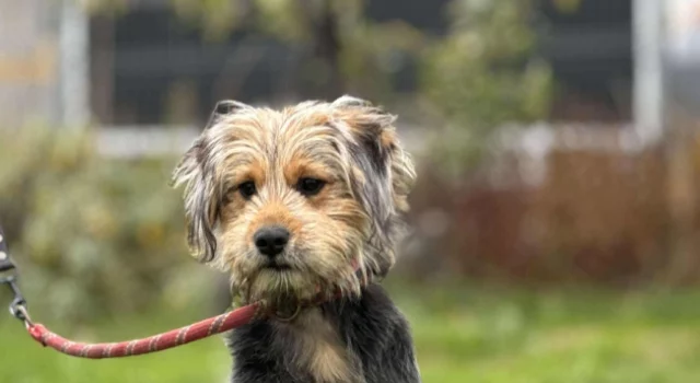 Do serca przytul psa. Gala czeka na dom