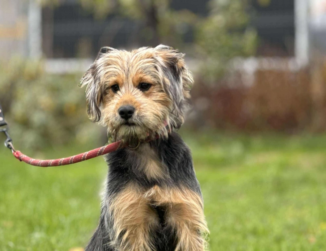 Do serca przytul psa. Gala czeka na dom