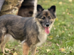 Do serca przytul psa. Talula czeka na nowy dom